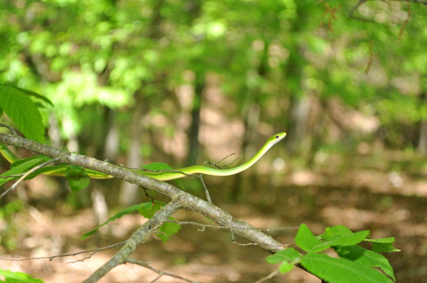 non-venomous snakes